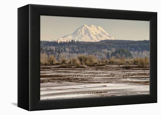 Washington. Mt Rainier in the Distance at the Nisqually-Matt Freedman-Framed Premier Image Canvas