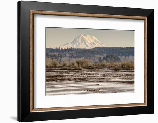 Washington. Mt Rainier in the Distance at the Nisqually-Matt Freedman-Framed Photographic Print