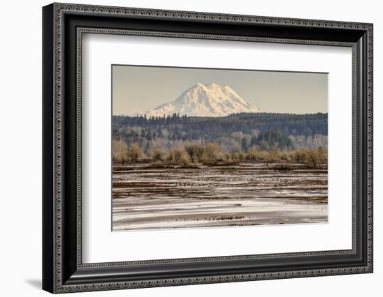 Washington. Mt Rainier in the Distance at the Nisqually-Matt Freedman-Framed Photographic Print