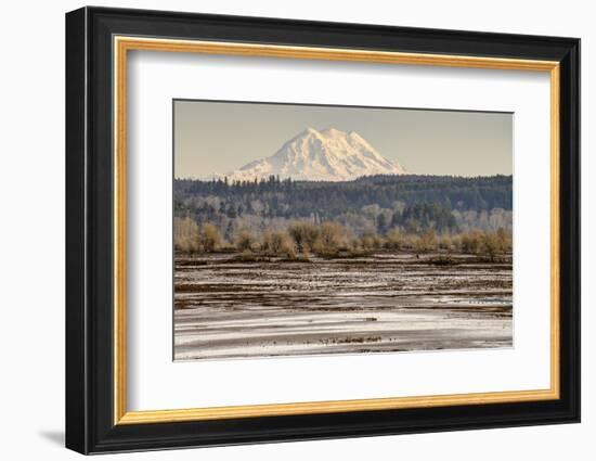 Washington. Mt Rainier in the Distance at the Nisqually-Matt Freedman-Framed Photographic Print