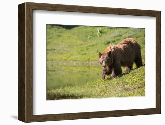 Washington, Mt. Rainier National Park. American Black Bear in a Wildflower Meadow Near Mystic Lake-Gary Luhm-Framed Photographic Print