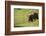 Washington, Mt. Rainier National Park. American Black Bear in a Wildflower Meadow Near Mystic Lake-Gary Luhm-Framed Photographic Print