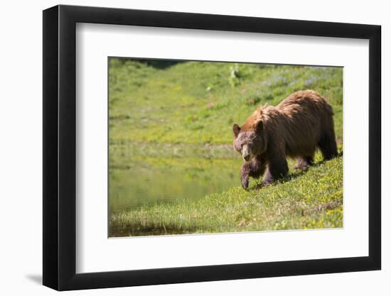 Washington, Mt. Rainier National Park. American Black Bear in a Wildflower Meadow Near Mystic Lake-Gary Luhm-Framed Photographic Print