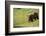 Washington, Mt. Rainier National Park. American Black Bear in a Wildflower Meadow Near Mystic Lake-Gary Luhm-Framed Photographic Print