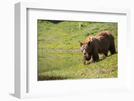 Washington, Mt. Rainier National Park. American Black Bear in a Wildflower Meadow Near Mystic Lake-Gary Luhm-Framed Photographic Print