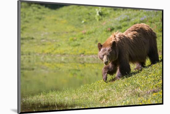 Washington, Mt. Rainier National Park. American Black Bear in a Wildflower Meadow Near Mystic Lake-Gary Luhm-Mounted Photographic Print