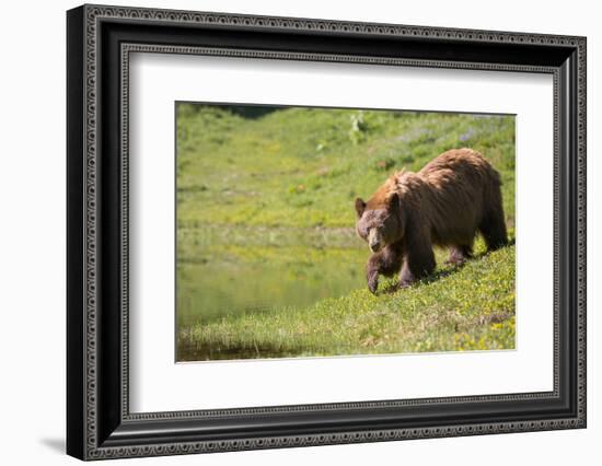 Washington, Mt. Rainier National Park. American Black Bear in a Wildflower Meadow Near Mystic Lake-Gary Luhm-Framed Photographic Print