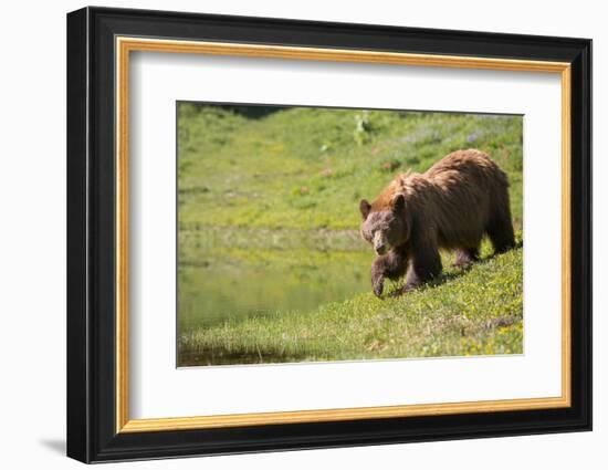 Washington, Mt. Rainier National Park. American Black Bear in a Wildflower Meadow Near Mystic Lake-Gary Luhm-Framed Photographic Print