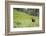 Washington, Mt. Rainier National Park. American Black Bear in a Wildflower Meadow Near Mystic Lake-Gary Luhm-Framed Photographic Print