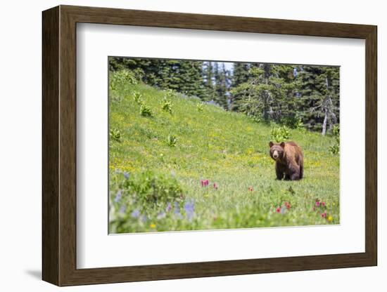 Washington, Mt. Rainier National Park. American Black Bear in a Wildflower Meadow Near Mystic Lake-Gary Luhm-Framed Photographic Print