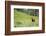 Washington, Mt. Rainier National Park. American Black Bear in a Wildflower Meadow Near Mystic Lake-Gary Luhm-Framed Photographic Print