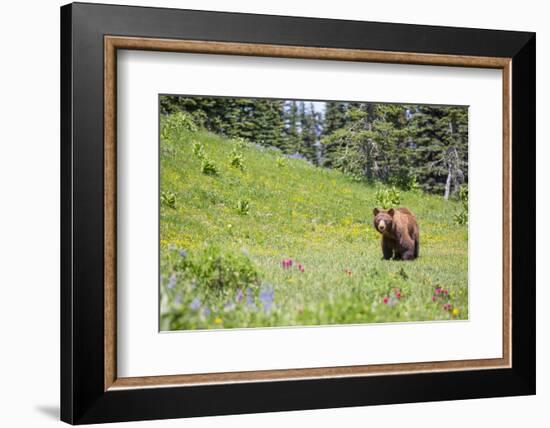 Washington, Mt. Rainier National Park. American Black Bear in a Wildflower Meadow Near Mystic Lake-Gary Luhm-Framed Photographic Print