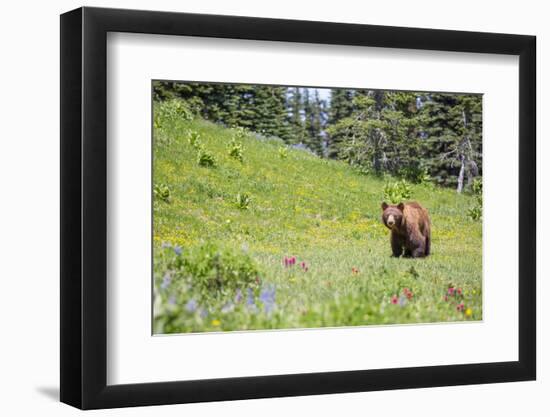 Washington, Mt. Rainier National Park. American Black Bear in a Wildflower Meadow Near Mystic Lake-Gary Luhm-Framed Photographic Print