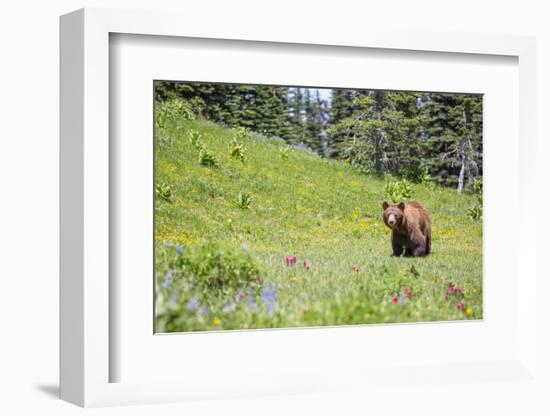 Washington, Mt. Rainier National Park. American Black Bear in a Wildflower Meadow Near Mystic Lake-Gary Luhm-Framed Photographic Print