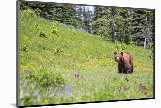 Washington, Mt. Rainier National Park. American Black Bear in a Wildflower Meadow Near Mystic Lake-Gary Luhm-Mounted Photographic Print