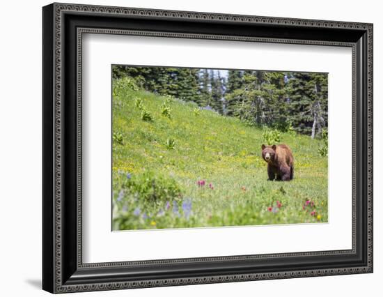 Washington, Mt. Rainier National Park. American Black Bear in a Wildflower Meadow Near Mystic Lake-Gary Luhm-Framed Photographic Print