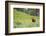 Washington, Mt. Rainier National Park. American Black Bear in a Wildflower Meadow Near Mystic Lake-Gary Luhm-Framed Photographic Print