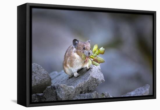 Washington, Mt. Rainier National Park. Hardworking Pika, Bringing in the Harvest-Gary Luhm-Framed Premier Image Canvas