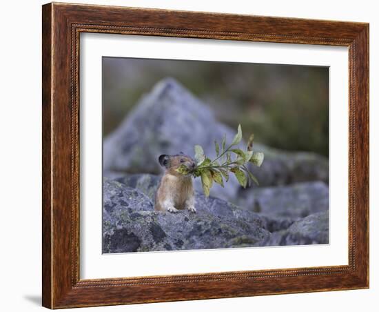 Washington, Mt. Rainier National Park. Hardworking Pika, Bringing in the Harvest-Gary Luhm-Framed Photographic Print