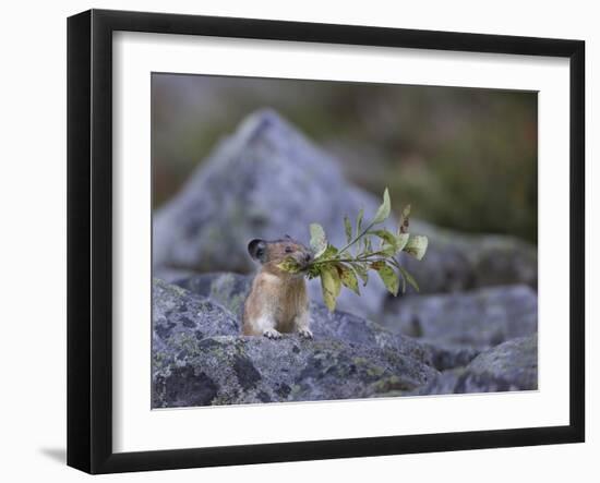 Washington, Mt. Rainier National Park. Hardworking Pika, Bringing in the Harvest-Gary Luhm-Framed Photographic Print