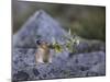 Washington, Mt. Rainier National Park. Hardworking Pika, Bringing in the Harvest-Gary Luhm-Mounted Photographic Print