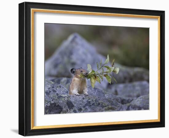 Washington, Mt. Rainier National Park. Hardworking Pika, Bringing in the Harvest-Gary Luhm-Framed Photographic Print