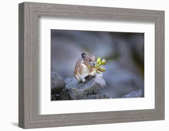 Washington, Mt. Rainier National Park. Hardworking Pika, Bringing in the Harvest-Gary Luhm-Framed Photographic Print