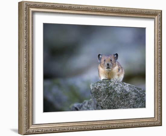 Washington, Mt. Rainier National Park. Pika, on Rocky Habitat in Mt. Rainier National Park-Gary Luhm-Framed Photographic Print