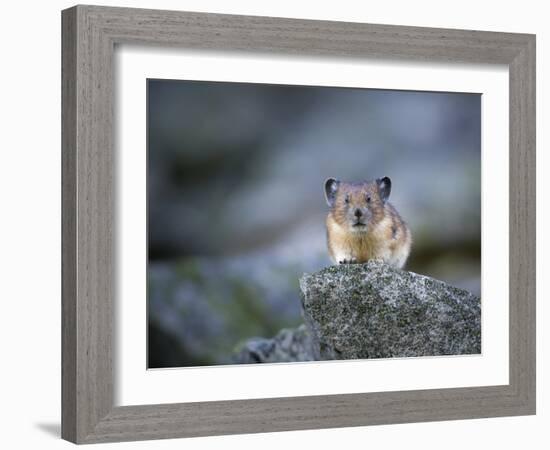 Washington, Mt. Rainier National Park. Pika, on Rocky Habitat in Mt. Rainier National Park-Gary Luhm-Framed Photographic Print