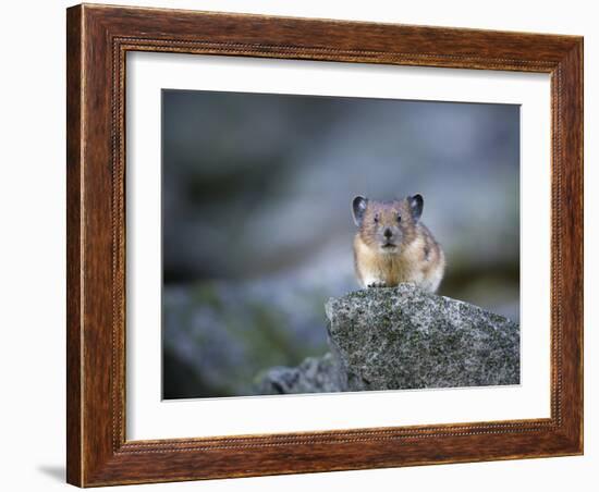 Washington, Mt. Rainier National Park. Pika, on Rocky Habitat in Mt. Rainier National Park-Gary Luhm-Framed Photographic Print