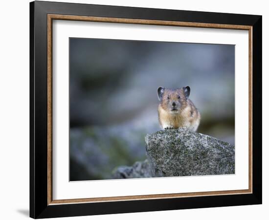 Washington, Mt. Rainier National Park. Pika, on Rocky Habitat in Mt. Rainier National Park-Gary Luhm-Framed Photographic Print