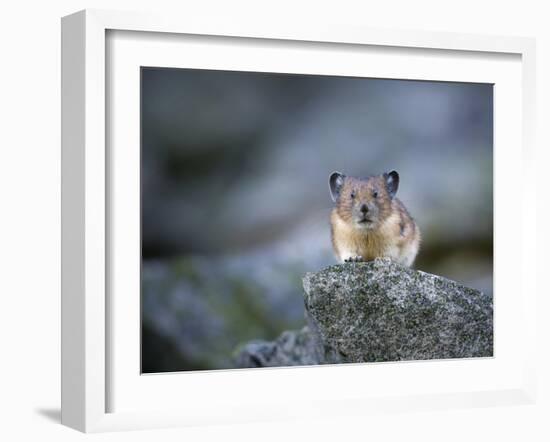 Washington, Mt. Rainier National Park. Pika, on Rocky Habitat in Mt. Rainier National Park-Gary Luhm-Framed Photographic Print