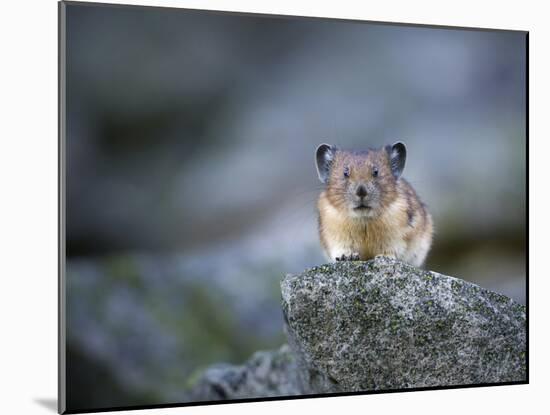 Washington, Mt. Rainier National Park. Pika, on Rocky Habitat in Mt. Rainier National Park-Gary Luhm-Mounted Photographic Print