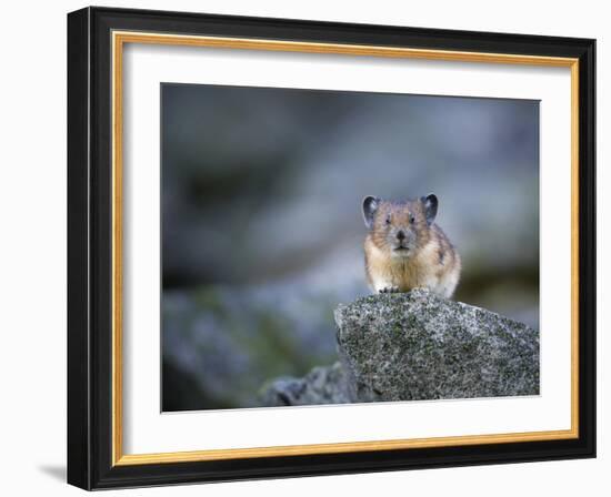 Washington, Mt. Rainier National Park. Pika, on Rocky Habitat in Mt. Rainier National Park-Gary Luhm-Framed Photographic Print