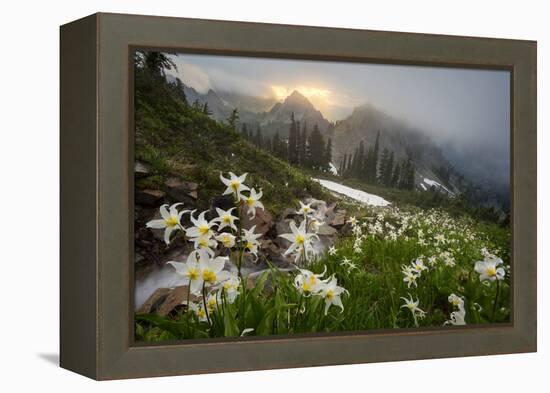 Washington, Mt. Rainier National Park-Gary Luhm-Framed Premier Image Canvas