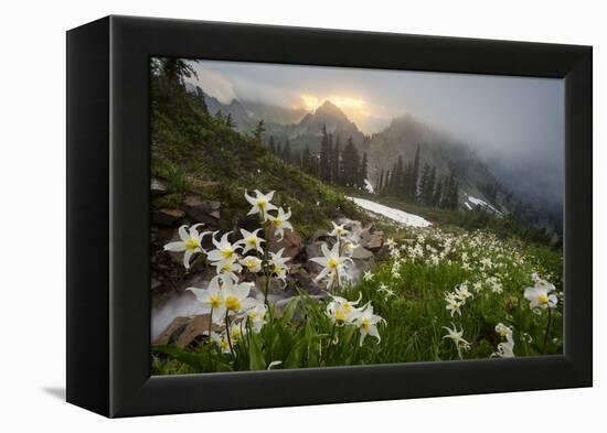 Washington, Mt. Rainier National Park-Gary Luhm-Framed Premier Image Canvas