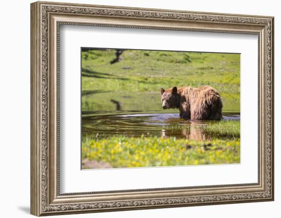 Washington, Mt. Rainier National Park-Gary Luhm-Framed Photographic Print