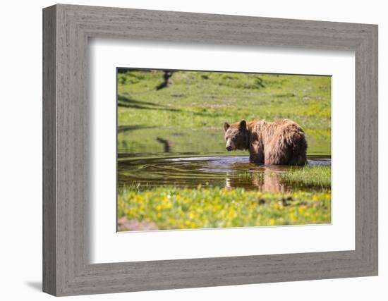 Washington, Mt. Rainier National Park-Gary Luhm-Framed Photographic Print