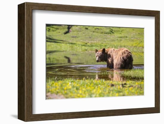 Washington, Mt. Rainier National Park-Gary Luhm-Framed Photographic Print