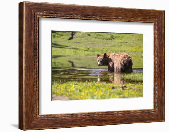 Washington, Mt. Rainier National Park-Gary Luhm-Framed Photographic Print