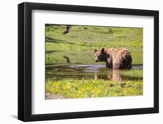 Washington, Mt. Rainier National Park-Gary Luhm-Framed Photographic Print