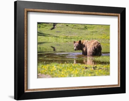 Washington, Mt. Rainier National Park-Gary Luhm-Framed Photographic Print