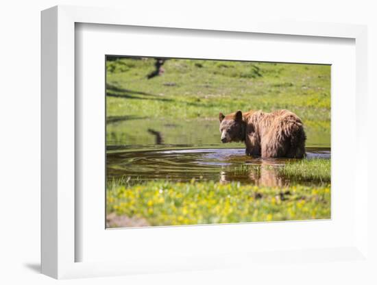 Washington, Mt. Rainier National Park-Gary Luhm-Framed Photographic Print