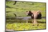 Washington, Mt. Rainier National Park-Gary Luhm-Mounted Photographic Print