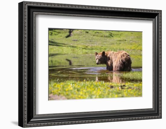 Washington, Mt. Rainier National Park-Gary Luhm-Framed Photographic Print