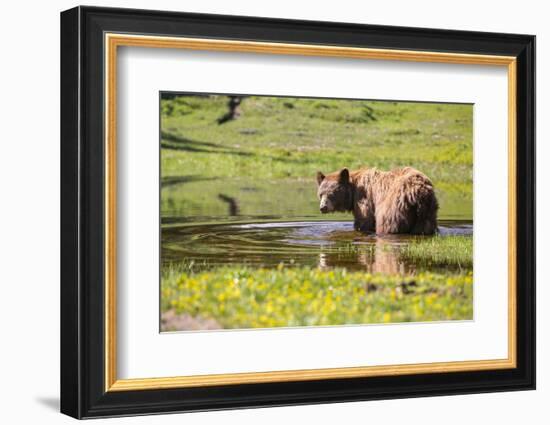 Washington, Mt. Rainier National Park-Gary Luhm-Framed Photographic Print