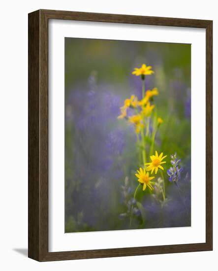 Washington, Mt. Rainier National Park-Gary Luhm-Framed Photographic Print