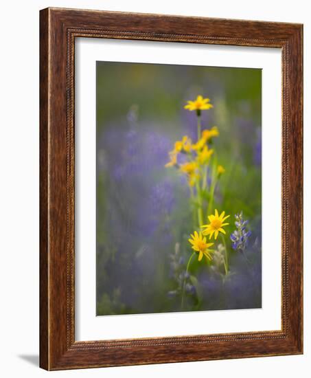 Washington, Mt. Rainier National Park-Gary Luhm-Framed Photographic Print