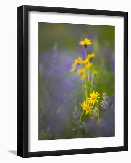 Washington, Mt. Rainier National Park-Gary Luhm-Framed Photographic Print