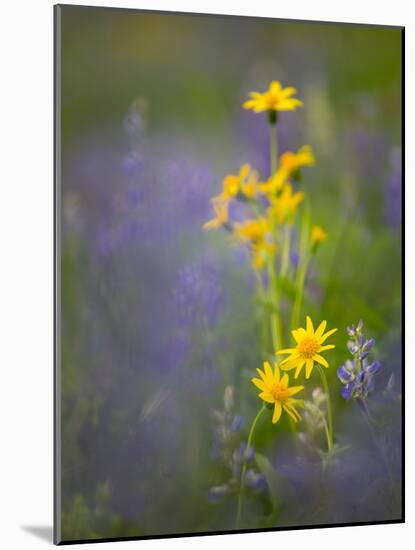 Washington, Mt. Rainier National Park-Gary Luhm-Mounted Photographic Print